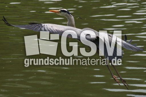 Graureiher-A 185.jpg